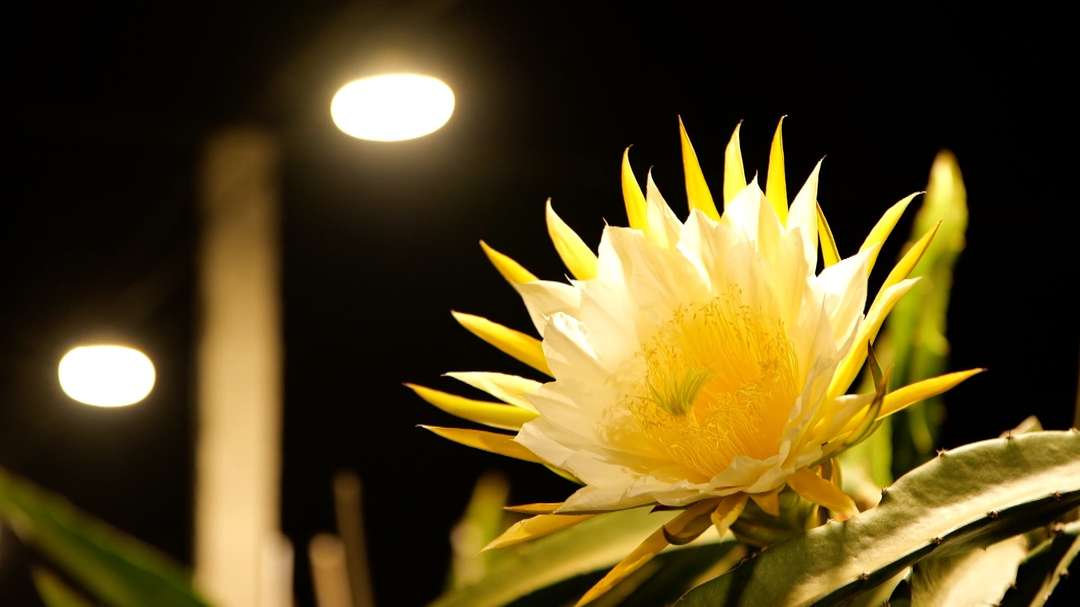 马来西亚大叔来中国种火龙果 你还别说 火龙果的优点还真不少