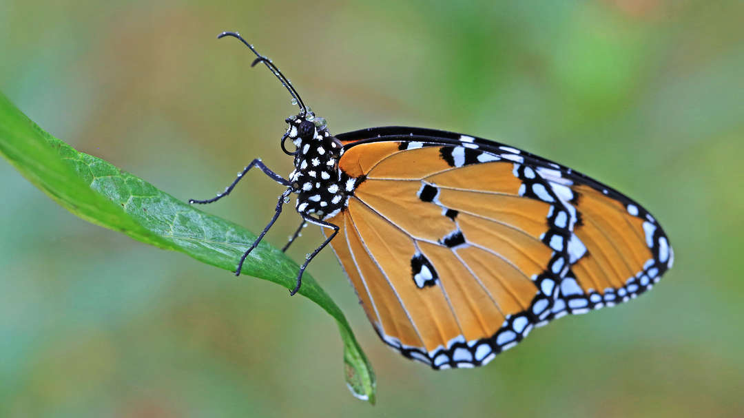 云南金平 上亿只蝴蝶宝宝将羽化成蝶